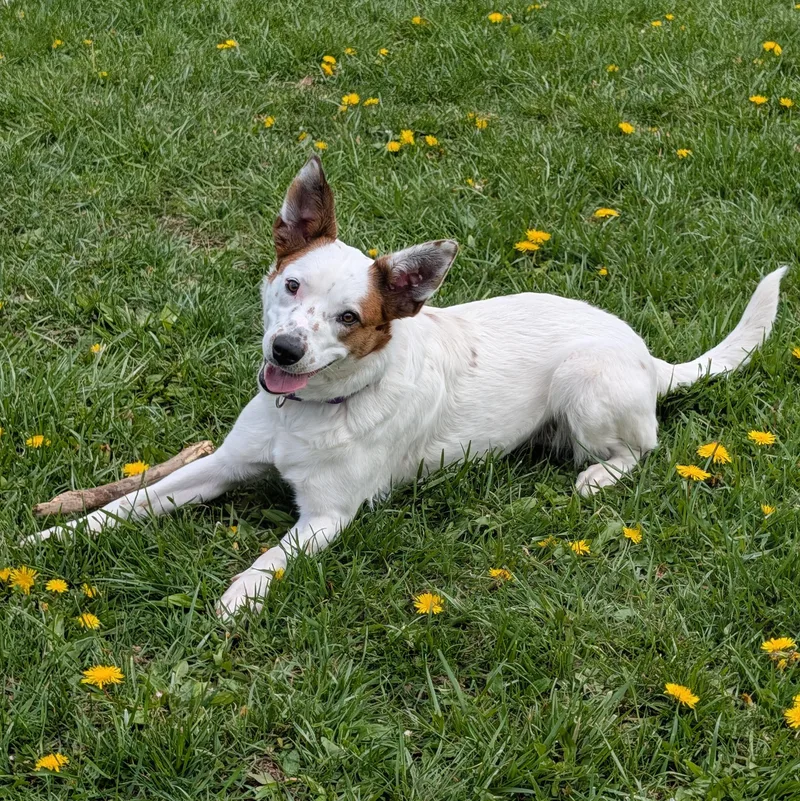 Lodi Dodi thumbnail 3