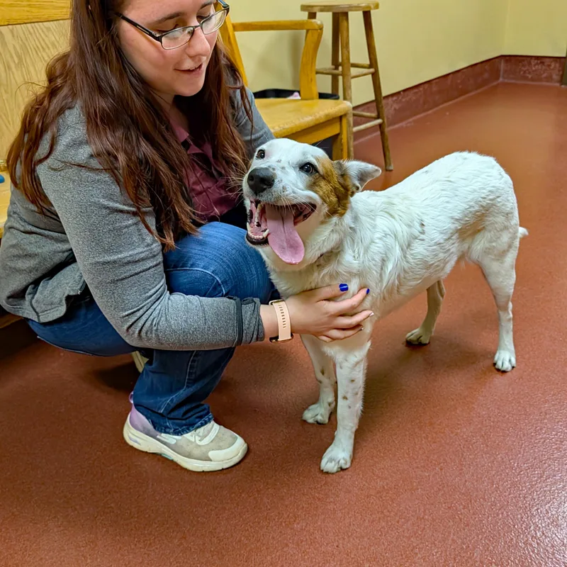 Lodi Dodi thumbnail 4