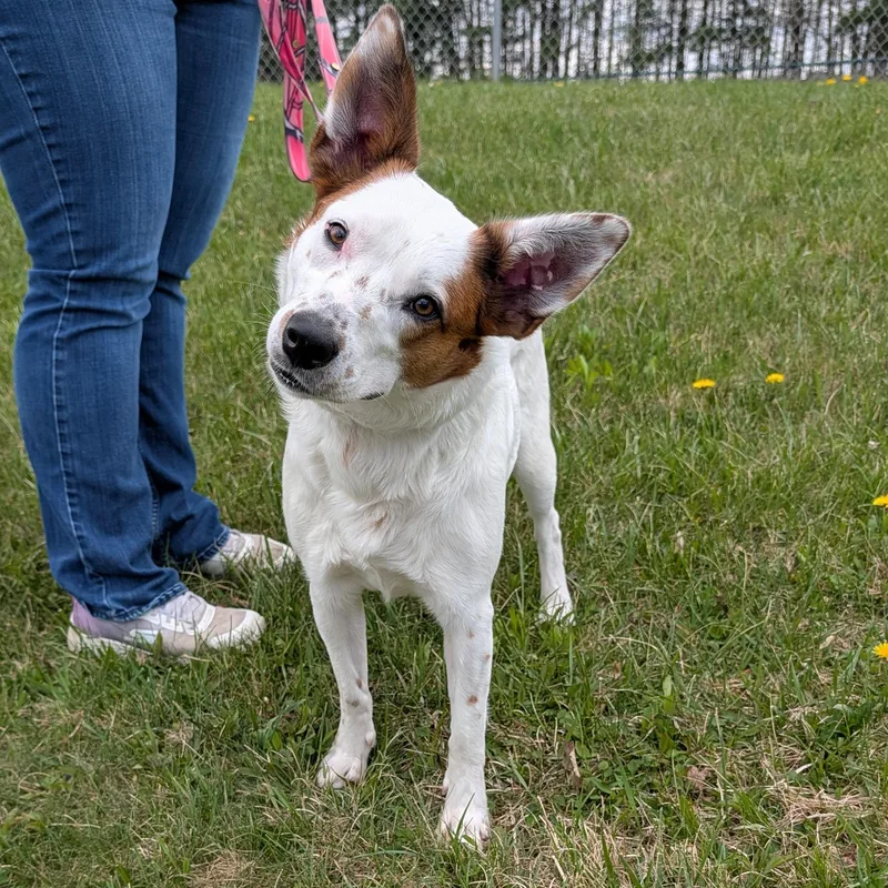 Lodi Dodi thumbnail 5