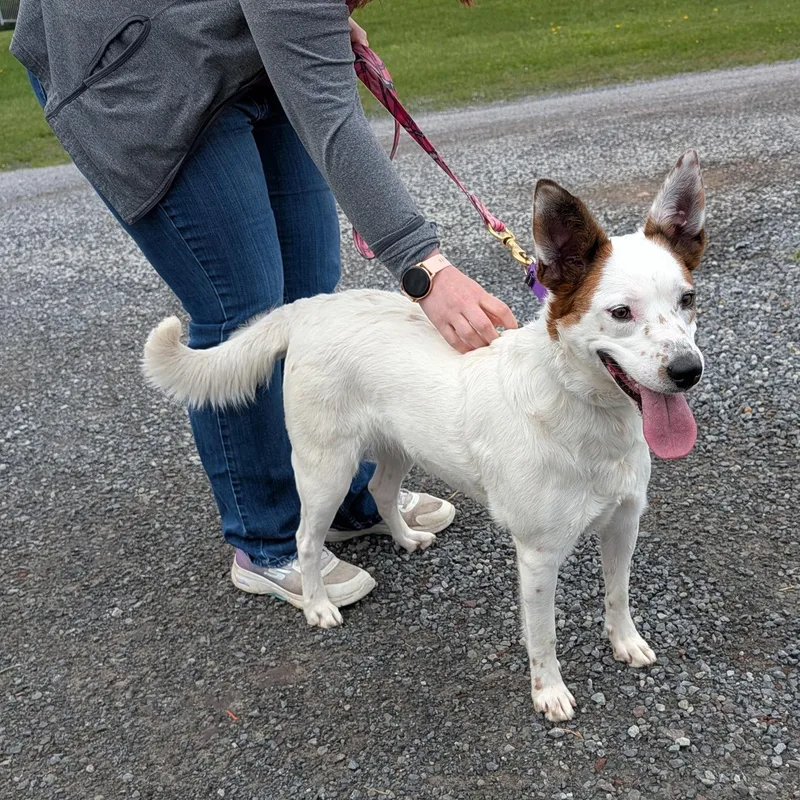 Lodi Dodi thumbnail 6