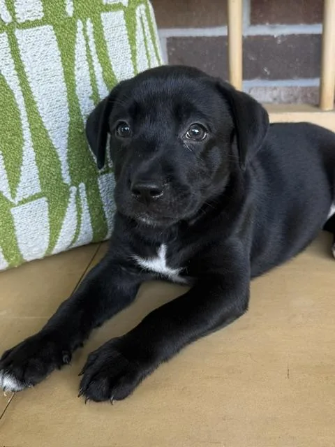 A baby large-sized female Black Labrador Retriever dog named Joplin Rocknroll for adoption in Andover, MA