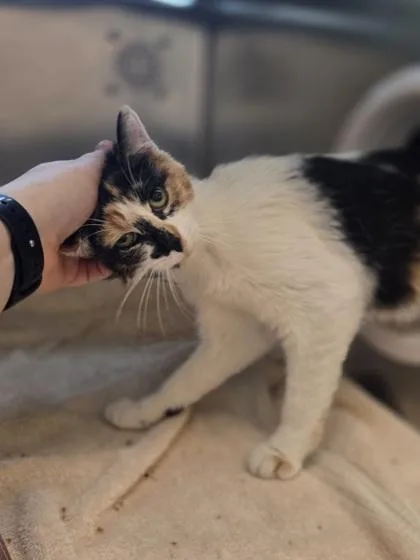 A young medium-sized female Domestic Short Hair cat named Hostess for adoption in Westland, MI