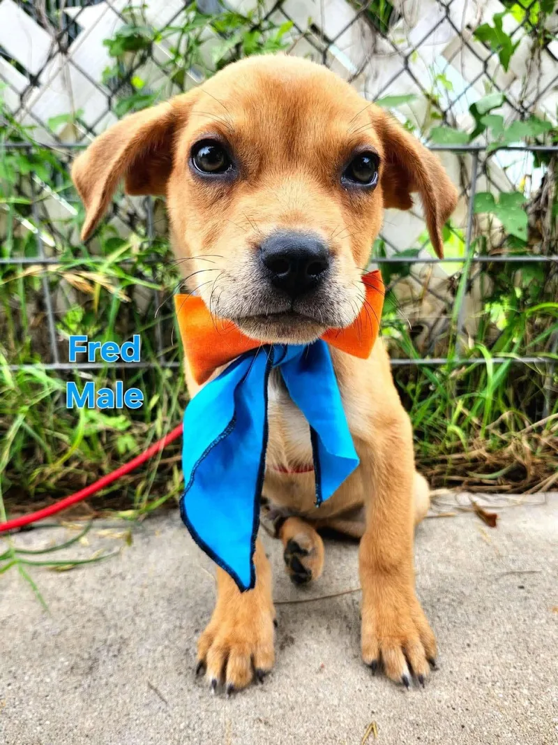 A baby medium-sized male Golden Labrador Retriever dog named Fred Cs for adoption in Columbia, MD