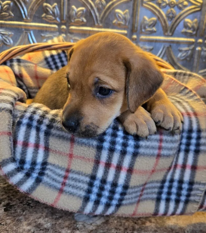 A baby medium-sized male Yellow / Tan / Blond / Fawn Labrador Retriever dog named Scout Woods for adoption in Andover, MA