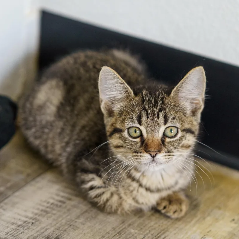 A baby medium-sized female Tabby (Buff / Tan / Fawn) Tabby cat named Wyndam for adoption in LAMPASAS, TX