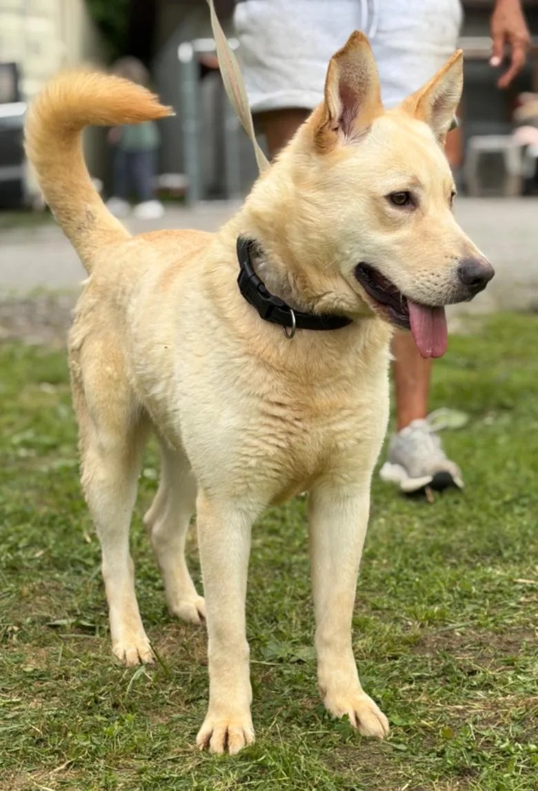 An adult medium-sized male Yellow / Tan / Blond / Fawn German Shepherd Dog dog named Ace for adoption in Hazard, KY