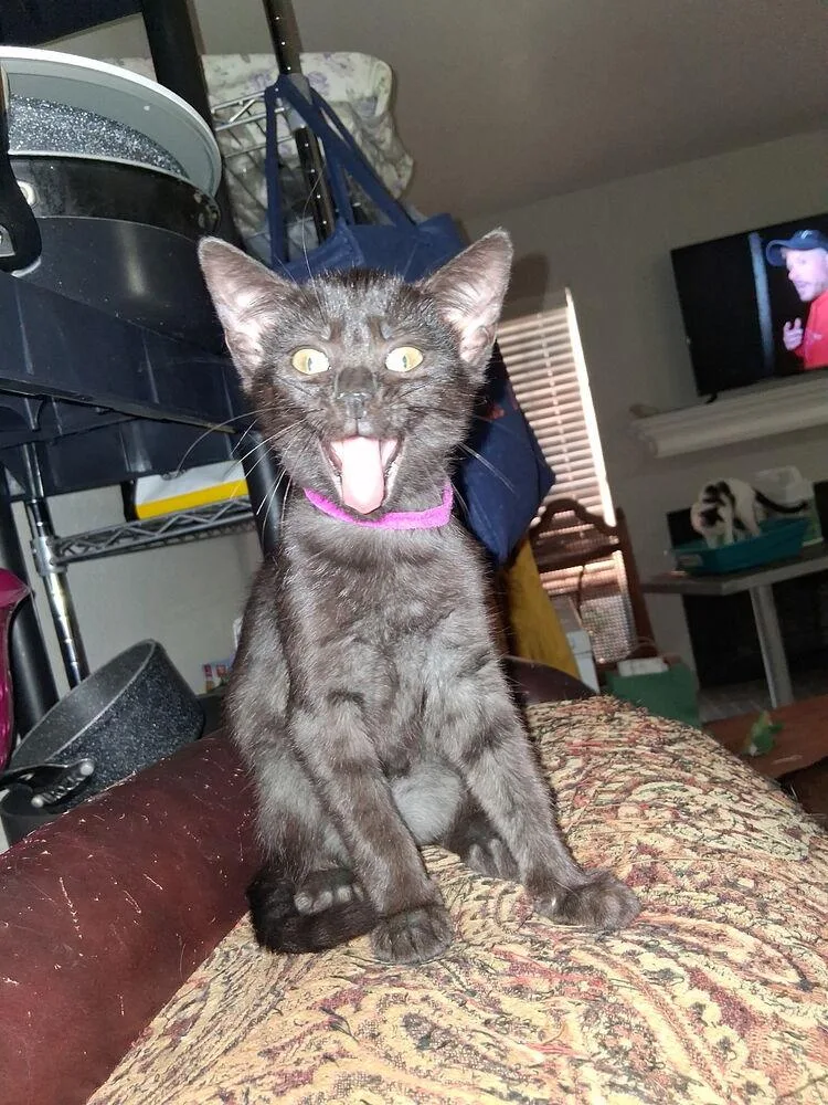 Braeburn thumbnail 2