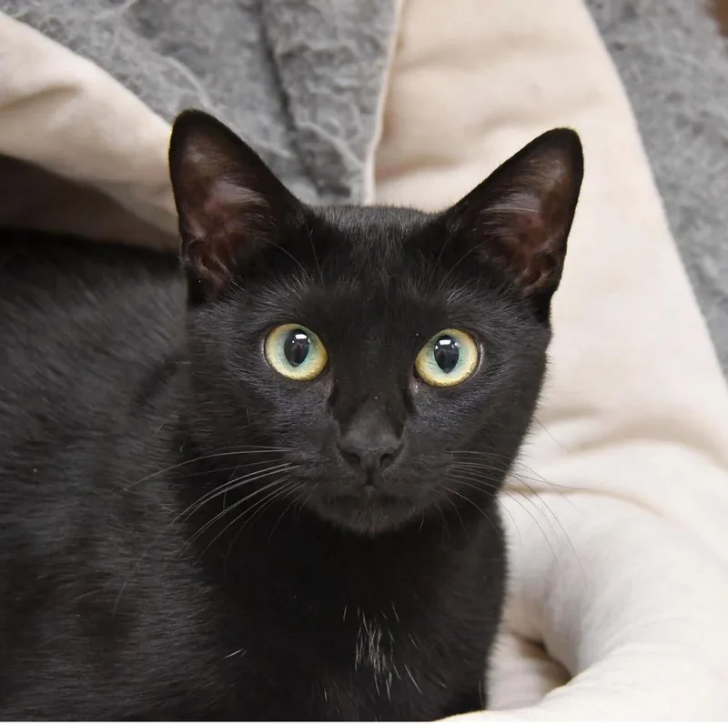 Braeburn thumbnail 3