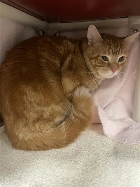An adult large-sized male Domestic Short Hair cat named Aguerro for adoption in Derwood, MD
