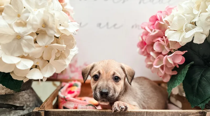 A young medium-sized female White / Cream Labrador Retriever dog named Chausie for adoption in Newberg, OR