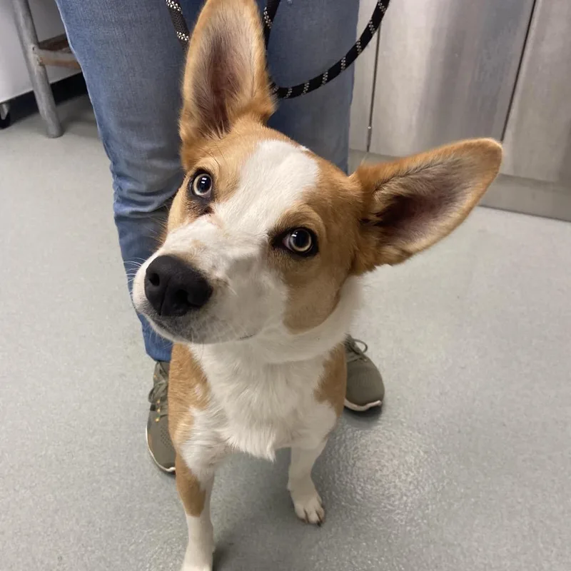 A young medium-sized male White / Cream Akita dog named Otis for adoption in Abilene, TX