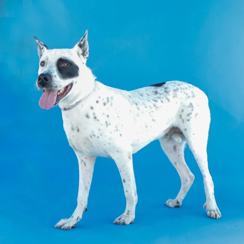 A young medium-sized male Cattle Dog dog named Spot for adoption in Pasadena, CA