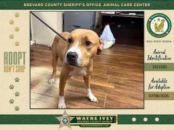 A young large-sized female Mixed Breed dog named Waffle Cone for adoption in Melbourne, FL