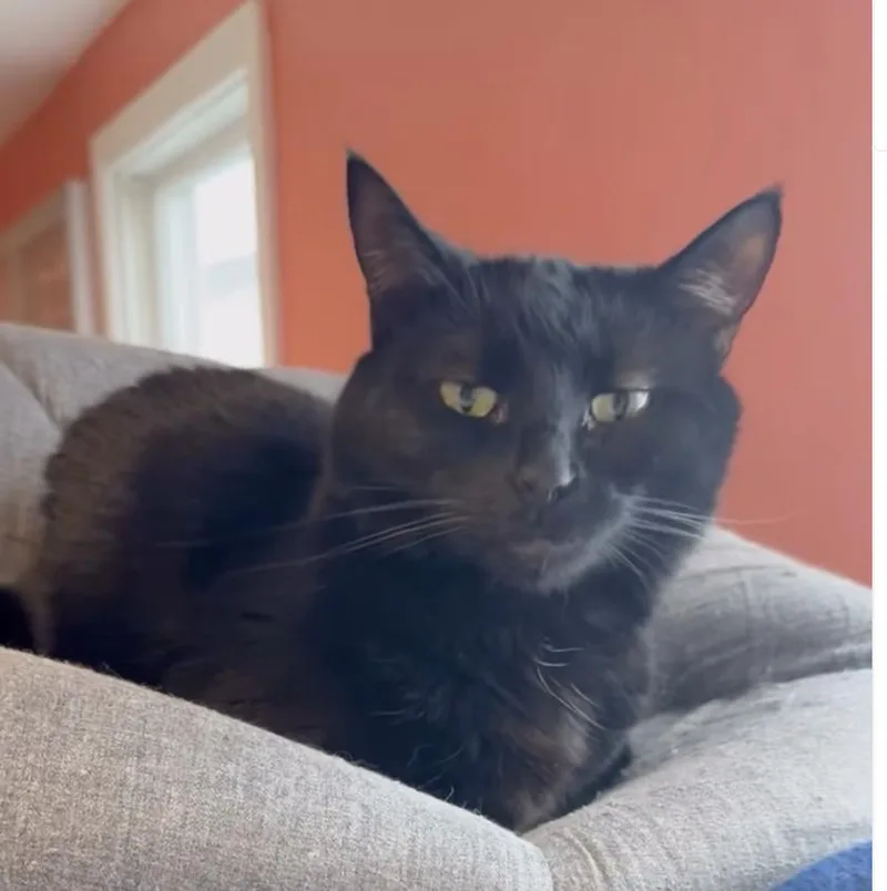 An adult medium-sized female Black Domestic Short Hair cat named Cuppa for adoption in Wells, ME