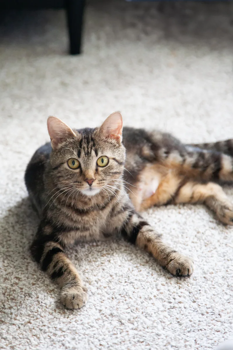An adult medium-sized female Tabby (Brown / Chocolate) Domestic Short Hair cat named Tia for adoption in Franklin, TN