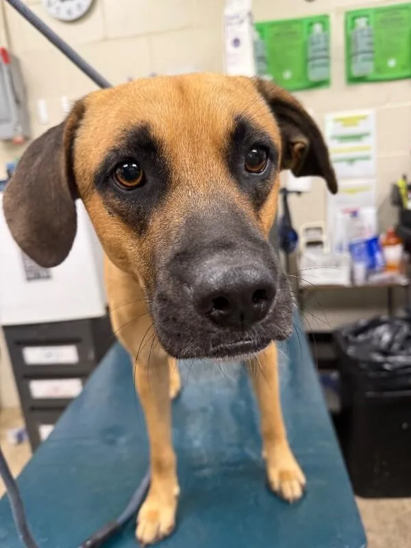 An adult medium-sized male Brown / Chocolate Mixed Breed dog named Edgar for adoption in Mobile, AL