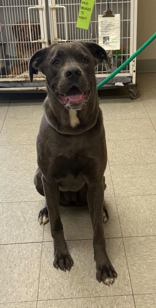 A baby medium-sized female Cane Corso dog named Willamette for adoption in Sorrento, LA