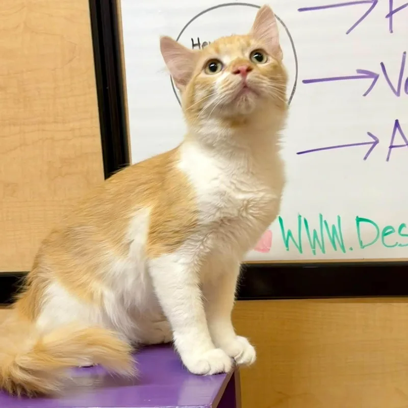A baby medium-sized male Domestic Medium Hair cat named Pennywise for adoption in Queen Creek, AZ