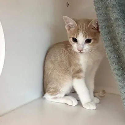 A baby small-sized male Buff / Tan / Fawn Domestic Short Hair cat named Orel for adoption in Phoenix, AZ
