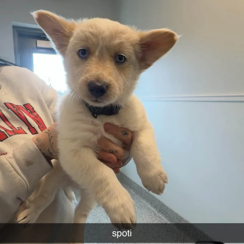 A baby small-sized male Cattle Dog named Spoti for adoption in Prineville, OR