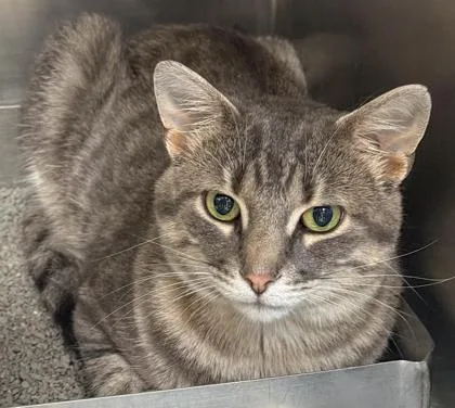 A young medium-sized male Domestic Short Hair cat named Milo for adoption in Baraboo, WI