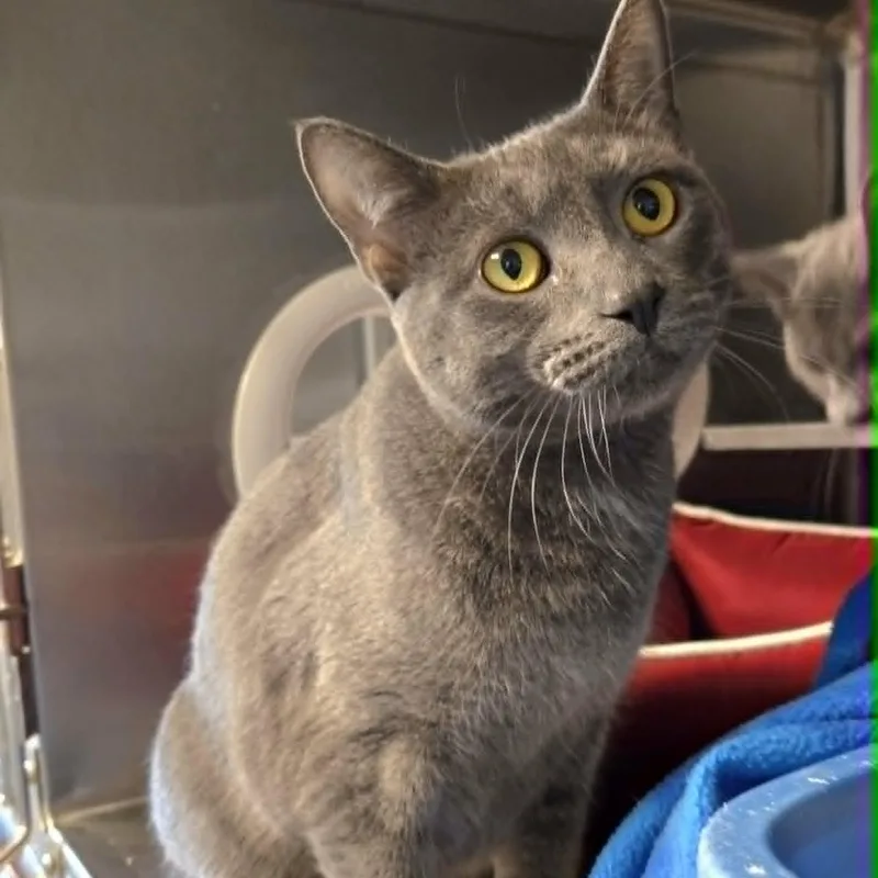 A young medium-sized male Gray / Blue / Silver Domestic Short Hair cat named River and Stormie for adoption in Watertown, WI