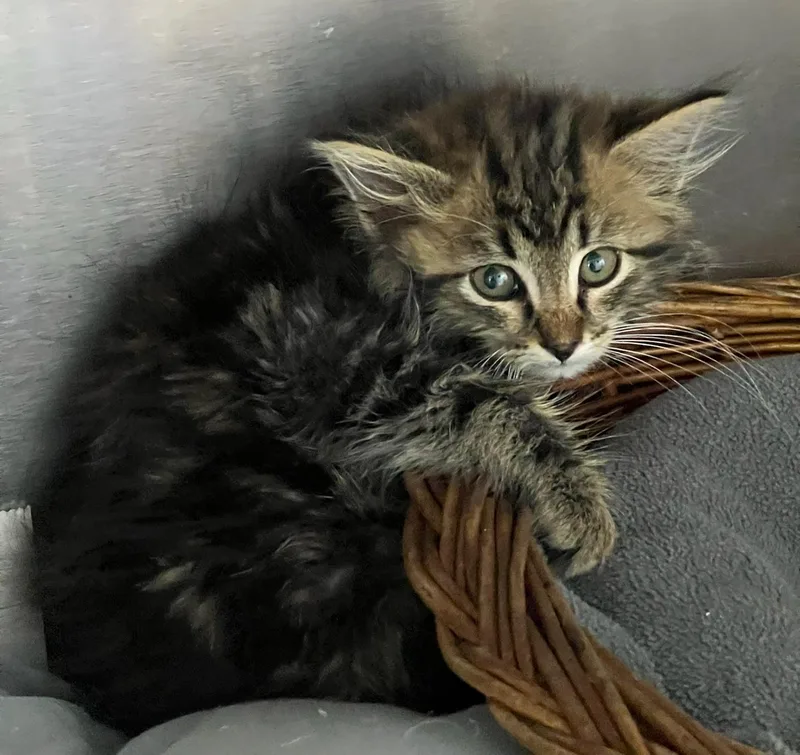 A baby medium-sized male Domestic Long Hair cat named Sinbad for adoption in Saint Marys, WV