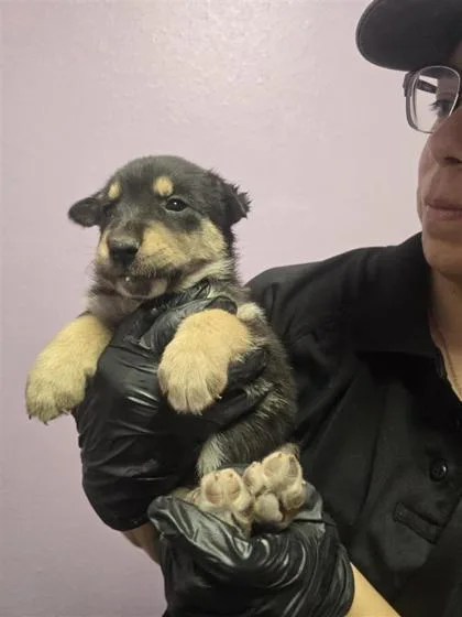 A baby large-sized male Black German Shepherd Dog dog named 60768657 for adoption in El Paso, TX