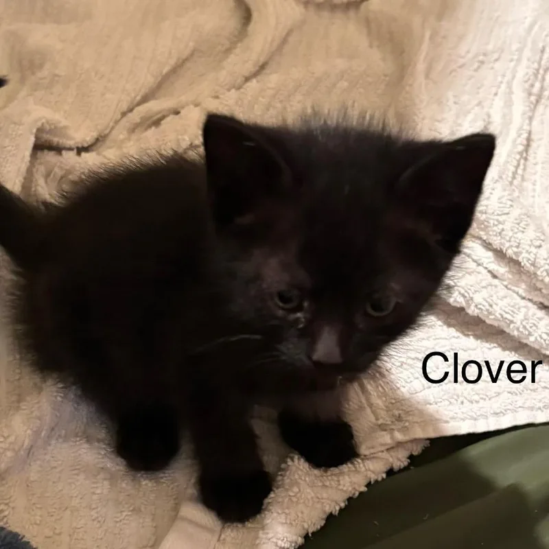 Clover