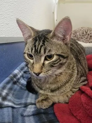 A baby small-sized male Domestic Short Hair cat named Okra for adoption in Roseville, CA
