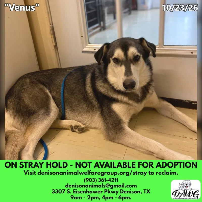 An adult medium-sized female Husky dog named Venus for adoption in Denison, TX
