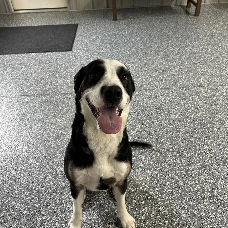 An adult medium-sized male Black Mixed Breed dog named Fred for adoption in Moravia, NY
