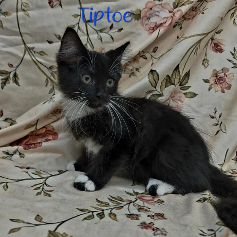 A baby small-sized male Black Domestic Medium Hair cat named Tiptoe for adoption in Parkersburg, WV