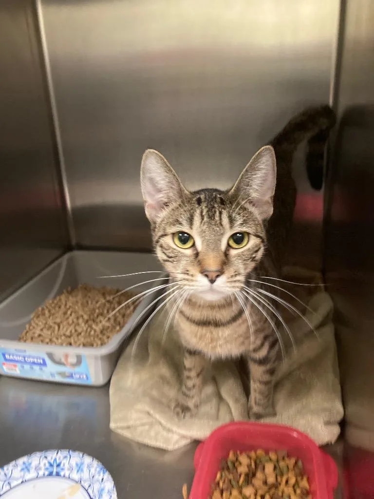 A young medium-sized female Domestic Short Hair cat named Silas for adoption in Meriden, CT