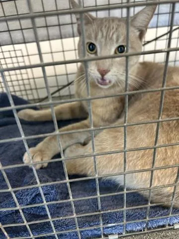 A young large-sized male Domestic Short Hair cat named Sunshine for adoption in San Martin, CA