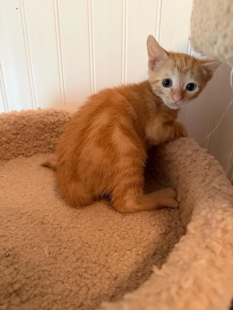 A baby medium-sized female Domestic Short Hair cat named Arugula for adoption in Sorrento, LA