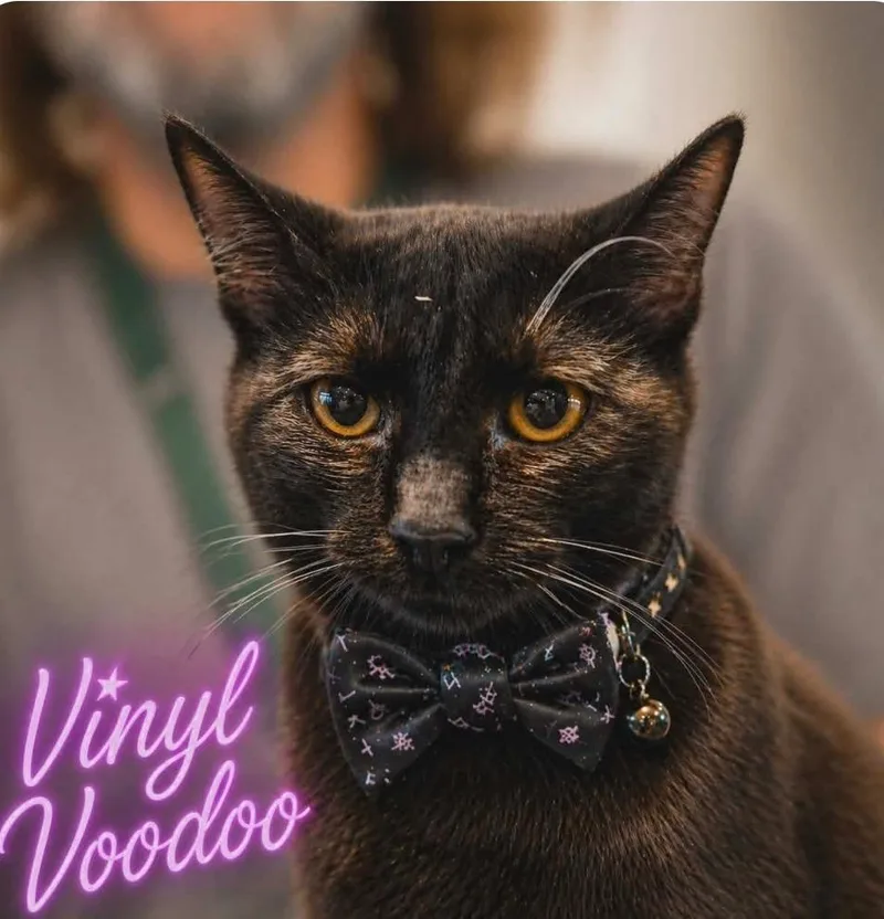 Vinyl Voodoo