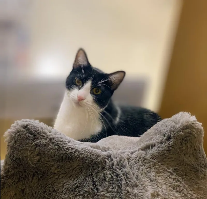 Freddie Meowcury thumbnail 5