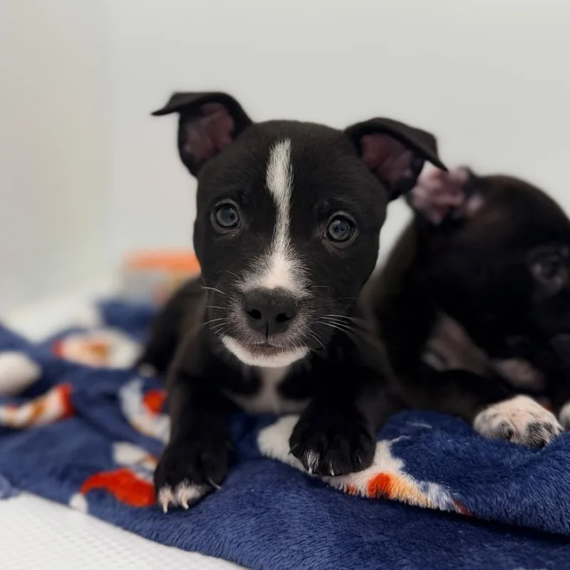 A baby small-sized male Border Collie dog named Xaden Riorson for adoption in Chico, CA