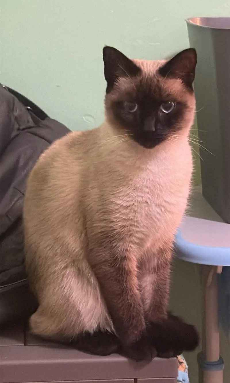 A young medium-sized female Siamese cat named Skye for adoption in Catlettsburg, KY