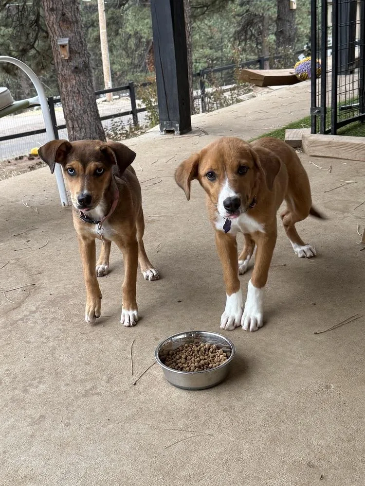 A baby small-sized female Shepherd dog named Cayla for adoption in Aurora, CO