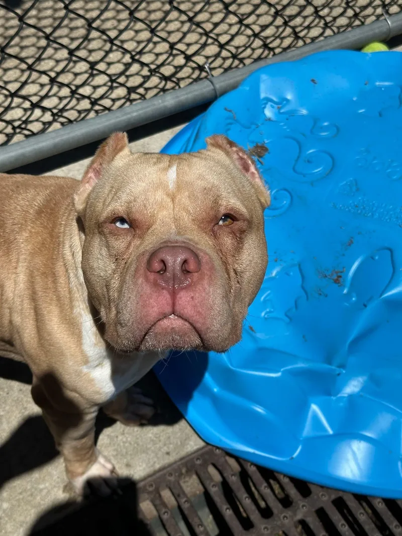 An adult medium-sized male Yellow / Tan / Blond / Fawn Pit Bull Terrier dog named Flintstone for adoption in Chicago, IL
