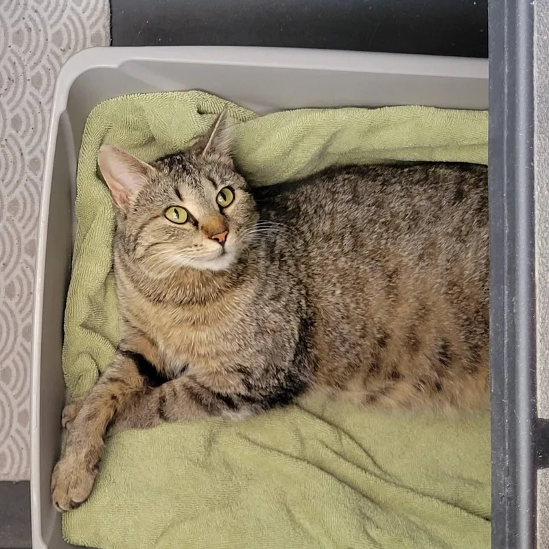 A young medium-sized female Domestic Short Hair cat named April for adoption in Clarinda, IA