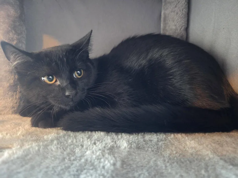 A baby medium-sized male Domestic Short Hair cat named Cupcake for adoption in hinckley, IL