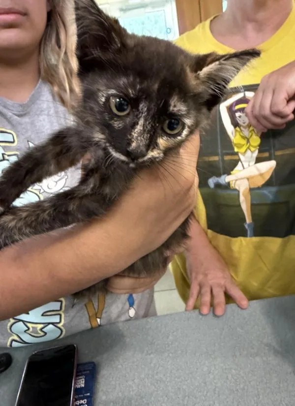 A baby small-sized female Domestic Short Hair cat named Elena for adoption in Virginia Beach, VA