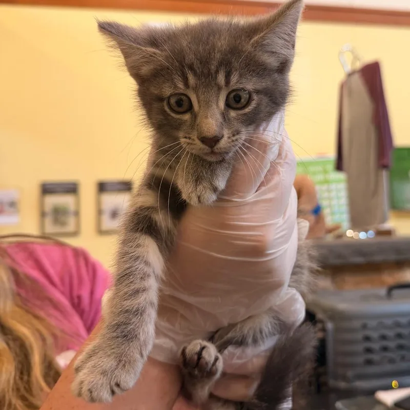 A baby small-sized female Gray / Blue / Silver Domestic Short Hair cat named Pompeii for adoption in Lynchburg, VA