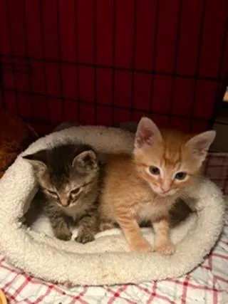 A baby small-sized female Domestic Short Hair cat named Victoria for adoption in Hot Springs Village, AR