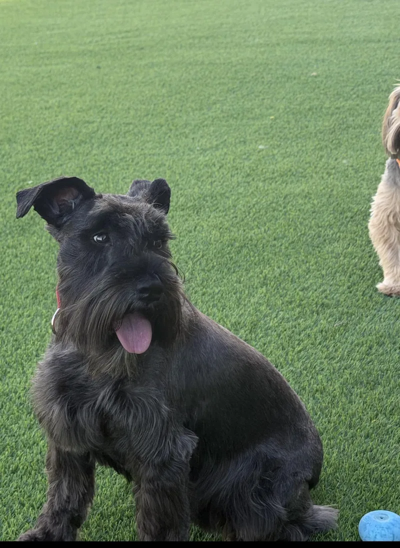 An adult small-sized female Miniature Schnauzer dog named Gypsy for adoption in Bakersfield, CA