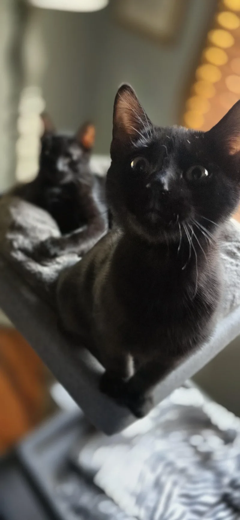 A baby small-sized male Domestic Short Hair cat named Rocco & Marco for adoption in Eagan, MN