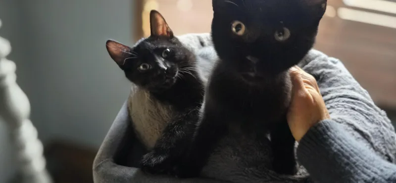 Rocco & Marco thumbnail 3